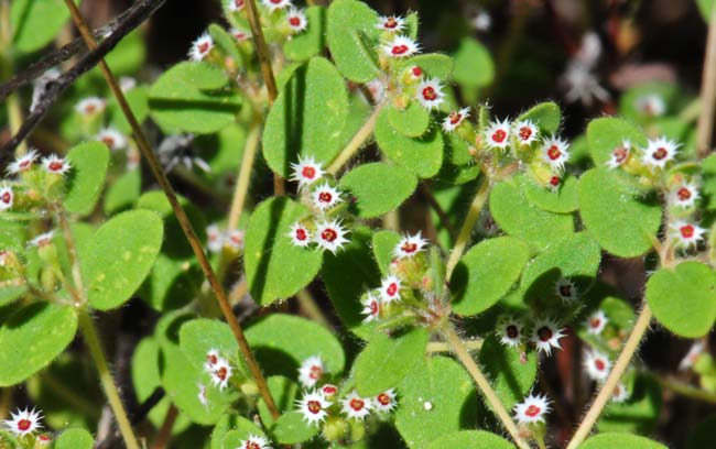 Chamaesyce setiloba, Yuma Sandmat